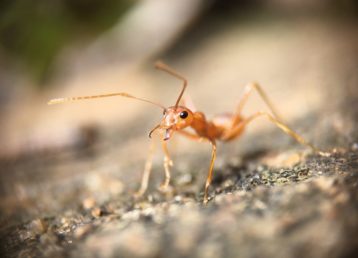 Désinsectisation nuisibles volants guêpes moustiques punaises Prod'hyg 38