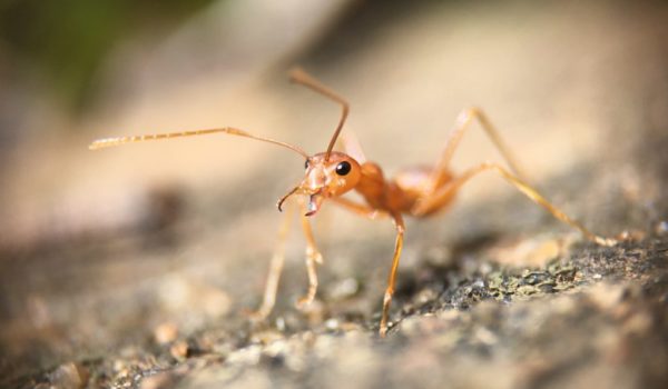 Désinsectisation nuisibles volants guêpes moustiques punaises Prod'hyg 38