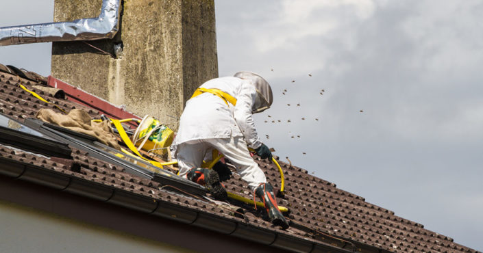 Prodhyg 38 traitement destruction nid de guêpe grenoble isère