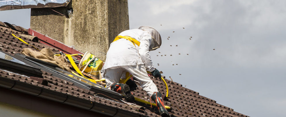 Prodhyg 38 traitement destruction nid de guêpe grenoble isère