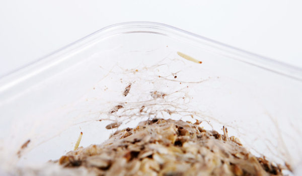 Désinsectisation insectes alimentaires Grenoble